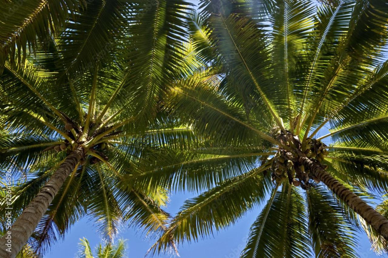 Raiatea - Studio Tenape Tevaitoa 外观 照片